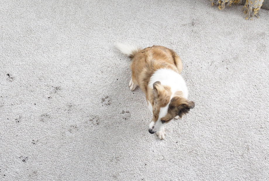 Carpet Stain | Floor Concepts